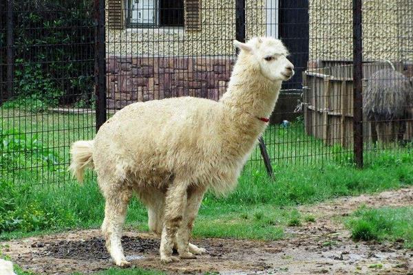 羊駝是保護動物嗎？