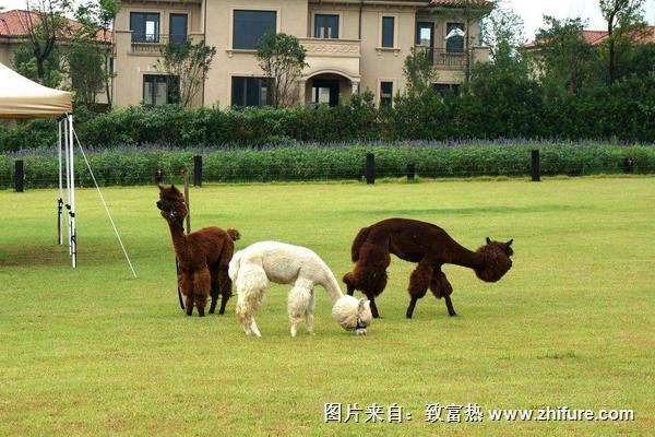 羊駝是什么動物雜交的？