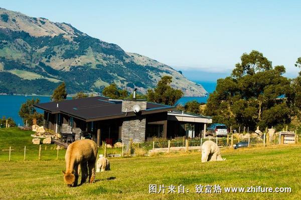 羊駝為什么吐口水？