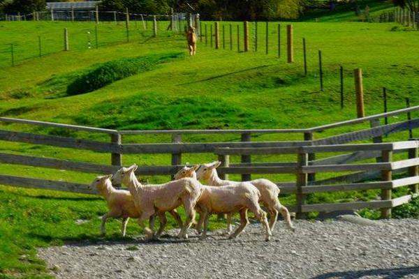 羊駝為什么吐口水?