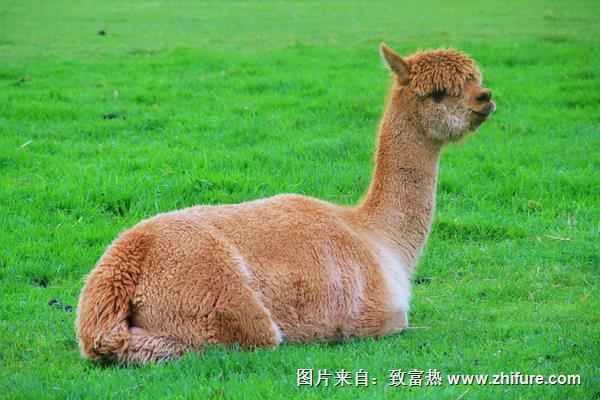 羊駝幼崽多少錢一只？