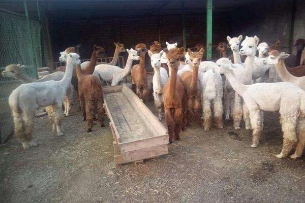 羊駝為什么吐口水?