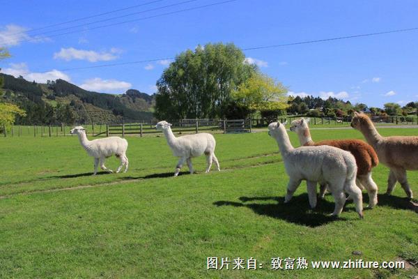 夢見羊駝代表什么意思？