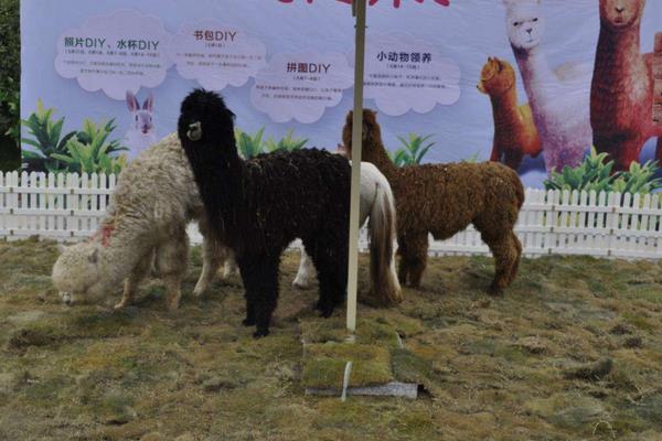 夢見羊駝代表什么意思?