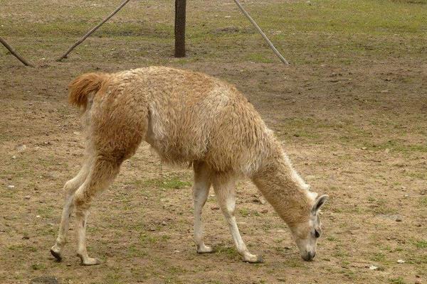 夢見羊駝代表什么意思?