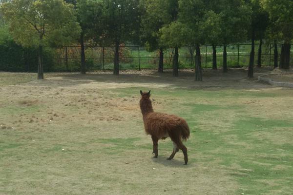 夢見羊駝代表什么意思?