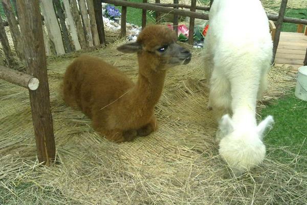 夢見羊駝代表什么意思?