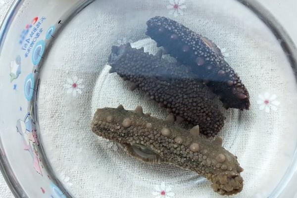 遼參和海參的區別有哪些？