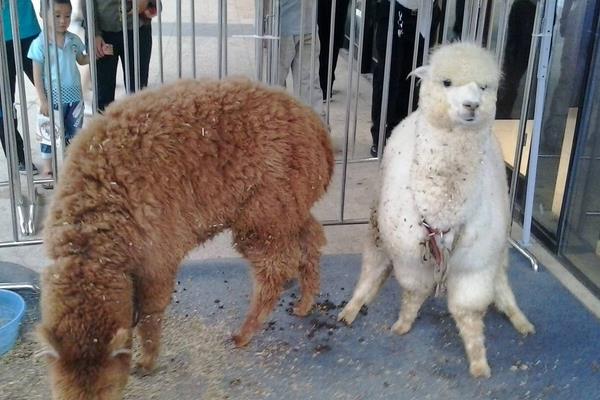 夢見羊駝代表什么意思?