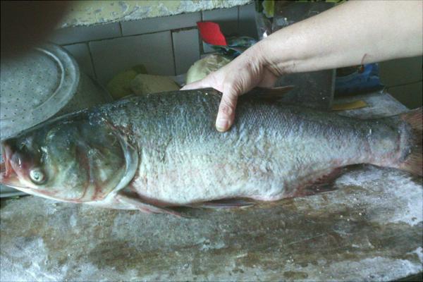 花鰱魚頭怎么做好吃