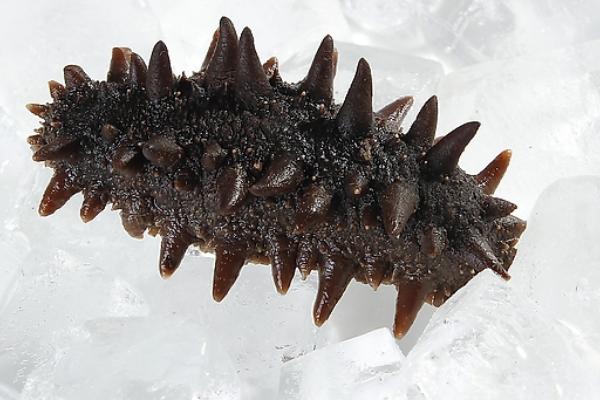 遼參和海參的區別有哪些？