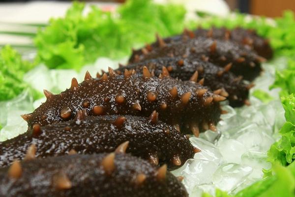 遼參和海參的區別有哪些？