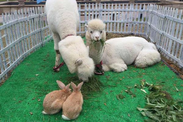 羊駝為什么吐口水?