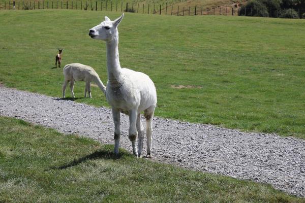 羊駝為什么吐口水?