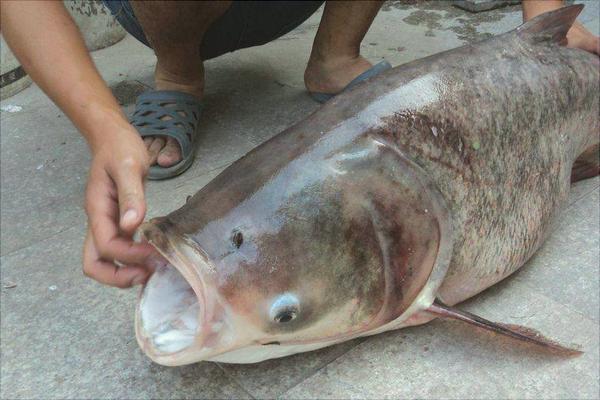 花鰱價格多少錢一斤