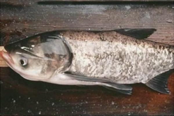 花鰱價格多少錢一斤