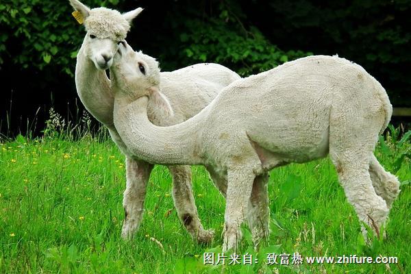 羊駝養殖前景如何？