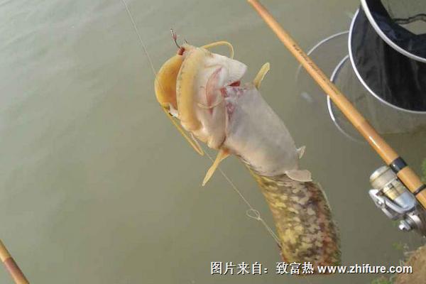 釣鯰魚(yú)餌料配方有哪些？