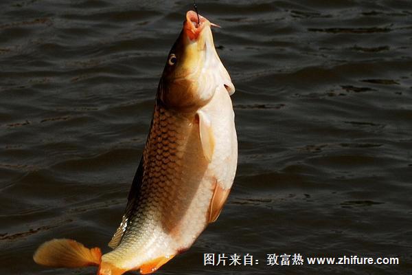 鯉魚的營養價值及功效與作用