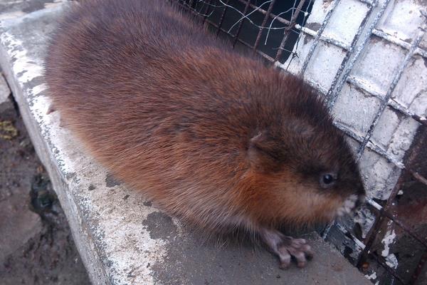 麝香鼠的麝香價格是多少？