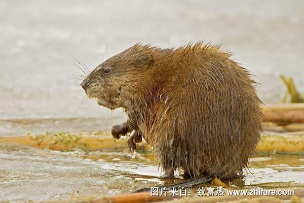 麝香鼠的麝香價格是多少？
