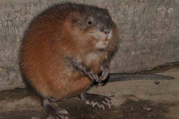 麝香鼠的麝香價格是多少？