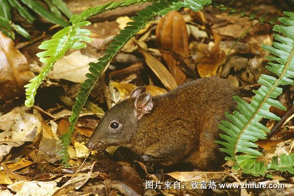 麝香鼠好養嗎？