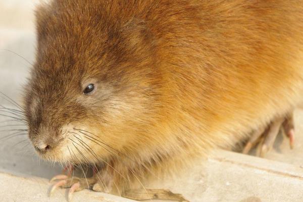 麝香鼠的麝香價格是多少？