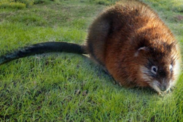 麝香鼠的麝香價格是多少？