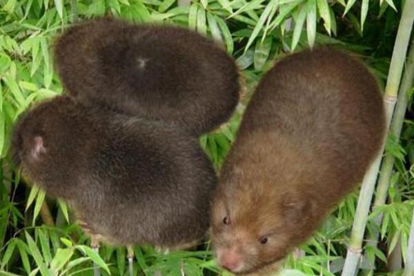 麝香鼠的麝香價格是多少？