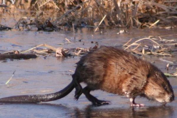 麝香鼠價格多少錢一只？