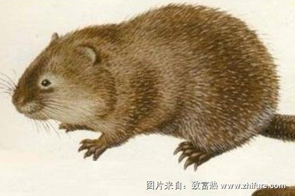 麝香鼠價格多少錢一只?