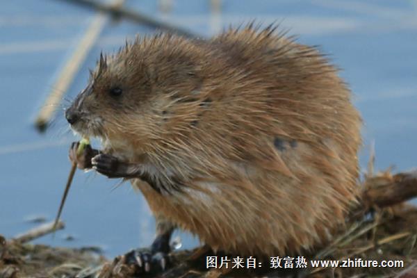 麝香鼠價格多少錢一只？