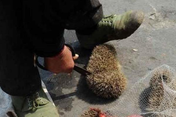 刺猬怎么殺