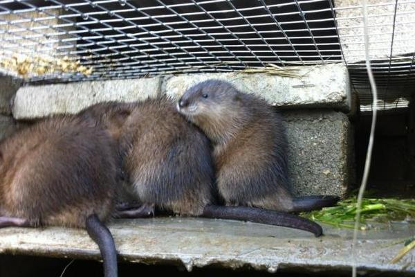 麝香鼠肉可以吃嗎？