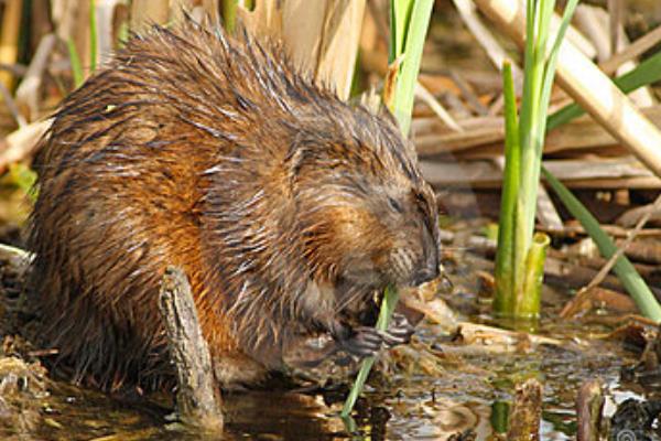 麝香鼠肉可以吃嗎？