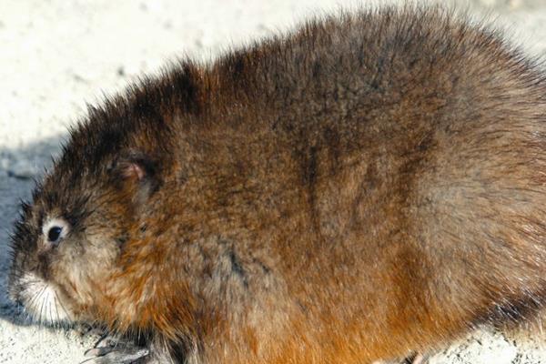 麝香鼠肉可以吃嗎？