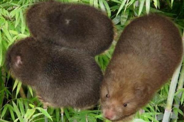 麝香鼠肉可以吃嗎？