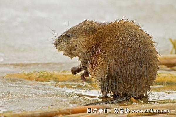 麝香鼠圖片大全