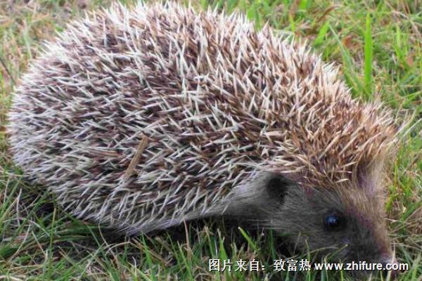 刺猬咬人嗎？