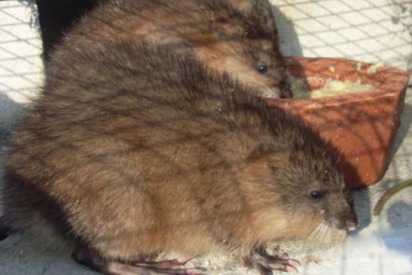 麝香鼠圖片大全