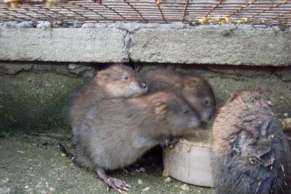 麝香鼠圖片大全