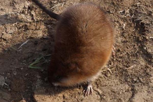 麝香鼠圖片大全