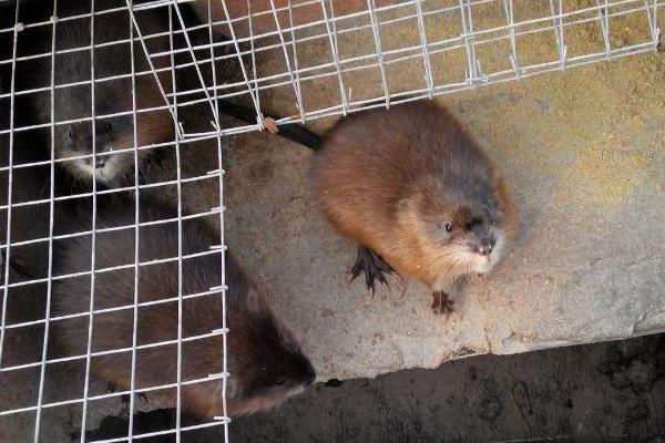 麝香鼠圖片大全