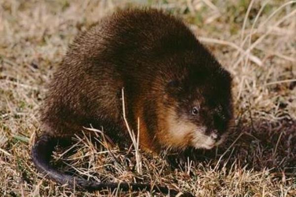 麝香鼠價格多少錢一只?