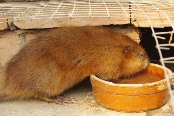 麝香鼠圖片大全