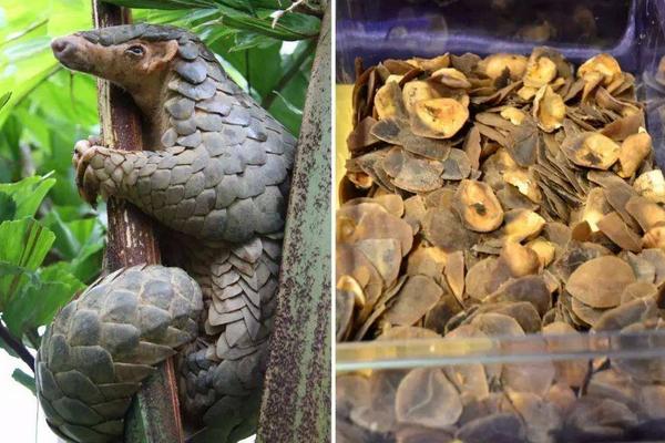 穿山甲鱗片的作用