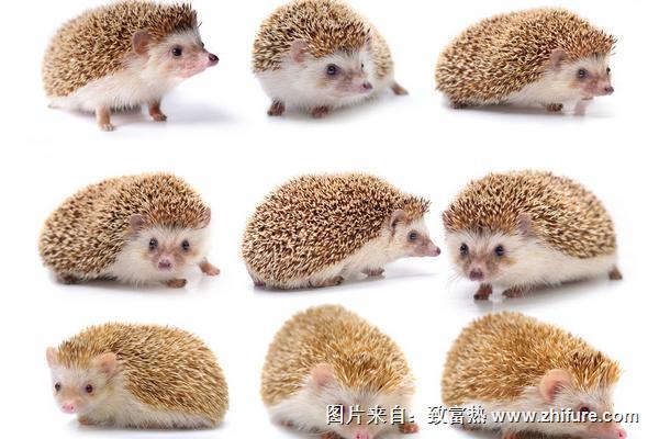 刺猬價格多少錢一只?