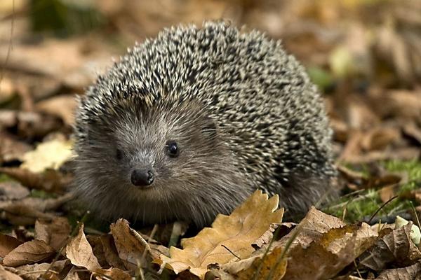 刺猬價格多少錢一只?