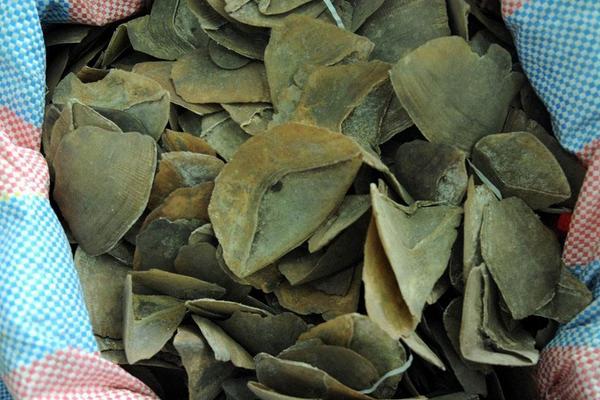 穿山甲鱗片的作用